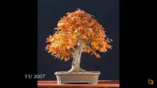 Qu&aacute; tr&igrave;nh ho&agrave;n thiện t&aacute;c phẩm Bonsai P. 1 - C&acirc;y dẻ gai - Walter Pall
