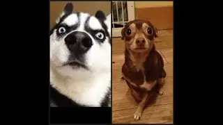 Funny Animals videos | animal vision  2020 in hindi