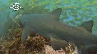 Shark Diving Sydney best scuba dive best site Bluefish Point