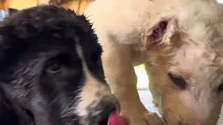 Alabai puppies licking goat&rsquo;s milk off each others faces #farm #farmlife #puppy 