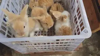 pag kain ng Rabbit kang kong at damo