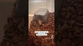 CHEAPEST TO MOST EXPENSIVE HIDING OPTIONS FOR BALL PYTHON