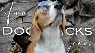 BEAGLE MAYLA|| 2 years old || Beagle Tricks || Бигль Майла Трюки || 2 года || Happy B-Day Maya
