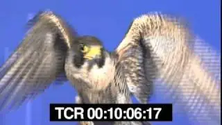 Gavin the falcon flying high in the sky