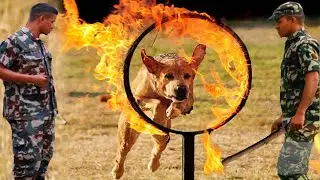 Nepal Army Dog Dangerous Training🤯😱