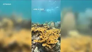 Scientists work to save coral in Keys from extreme heat causing mass bleaching