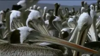 Riddle of The Atacama Desert ★ Top Documentary Channel HD