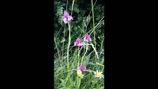 Pyramidal Orchid (Anacamptis pyramidalis)