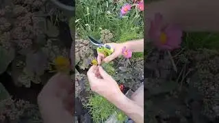How to Deadhead Cosmos to Get More Flowers | Deadheading Cosmos Tips | Summer Gardening Jobs