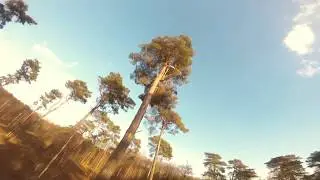 🌲I fall in LOVE with these TREES🌲 DRONE FPV Freestyle 2.7K / Gopro Session 5 Footage