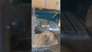 #hamster #funbathtime #enjoying