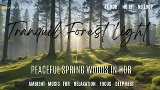 Tranquil Forest Light &mdash; Peaceful Spring Woods in HDR. 4K Live Wallpapers