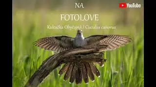 VLOG #15 - NA FOTOLOVE- KUKUČKA OBYČAJNÁ / 4K + TITULKY