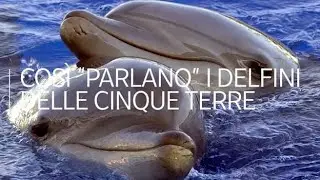 I suoni dei cetacei nel Mar Ligure