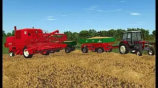 Koszenie pszenicy bizonem Z040 i transport na silos. [ NA ROLI ] #2
