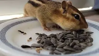 🐿2.5 minutes of slow-motion Chipmunk (Billie) seed munching! #asmr #chippie 