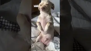 Собака грустит, когда я ухожу на работу 😢 (🎥: ViralHog)