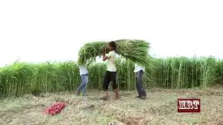 मारवाड़ी कॉमेडी #vlogvideo #comedia #comedian #marwadi comedy #jangal