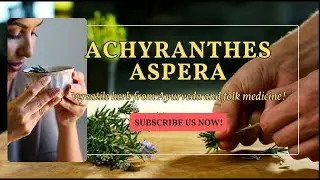 Meet Achyranthes Aspera, a versatile herb from Ayurveda and folk medicine!