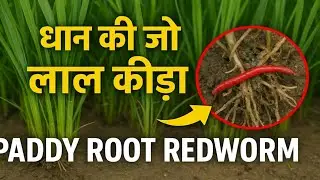 धान की जड़ों में लाल कीड़ा (Paddy Root Redworm) का असर और बचाव के उपाय | Paddy Farming Tips