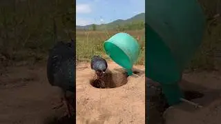 Unique Quick DIY Pigeon Trap #youtubeshorts