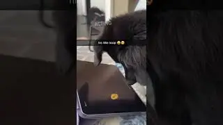 thats a nigga dog #shorts
