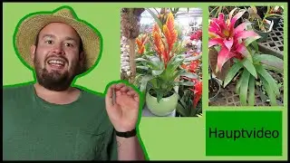 Die Pflege der Bromelien | Flol