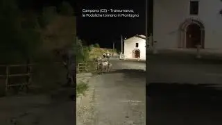 Campana (CS) - Transumanza, le Podoliche tornano sui Monti della Sila #shorts #transumanza