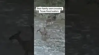 Deer family crosses Texas flood waters