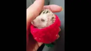 Sleepy baby hedgehog