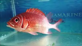 Violet Squrrel Fish (Sargocentron Violanceum)