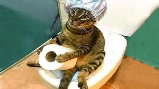 &ldquo;Animals That Had a MELTDOWN 😂 | Funniest Pet Reactions 2025&rdquo;