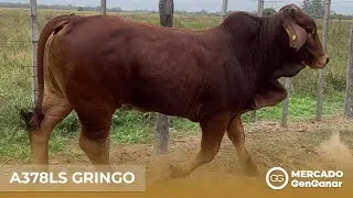 Toro Brahman Colorado A378LS Gringo