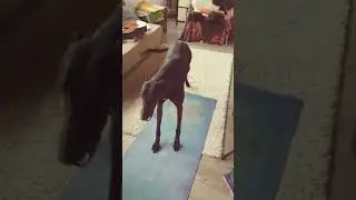 Yoga Greyhound