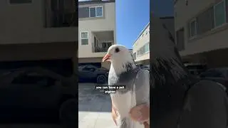 u can have a WHAT as a pet!? #birds #pigeon