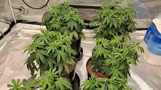 Jungle Boys in the 5 By 5 Update