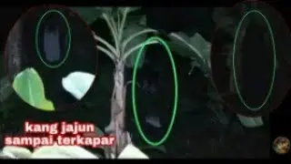 🔴 Live Explorer Misteri Malam Minggu || Ganas Nya Hutan Karet ||