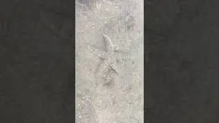 I Caught the Starfish #shorts #viralshorts #viral