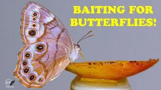 COLLECTING BUTTERFLIES AND MOTHS   HANGING BAIT TRAPS IN NORTH CAROLINA