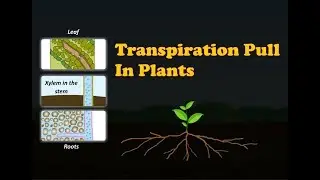 Biology - Transpiration Pull In Plants