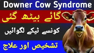 گائے بیٹھ گئی | Treatment of Downer Cow | Injections | Multivitamins | Rolling | Feed | Causes