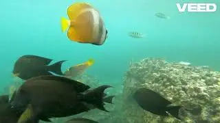 Deep Sea Acidification  21st Century Impact : CARBONATE COMPENSATION DEPTH