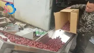 Medium And Small Winter Jujube Grading Machine/Candied Date Grader/Grapefruit Sorting Equipment