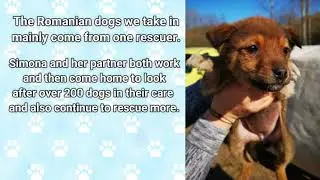 Dogs and Puppies in Romania