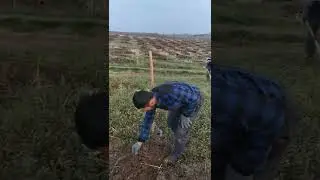 Uzumni koʻchatini qanday ekish kerak. Koʻchat ekishni oʻrganamiz