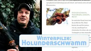 Winterpilze: Holunderschwamm (Judasohr/Mu-Err-Pilz) richtig bestimmen und zubereiten