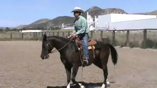 Arabian Reining Futurity Prospect by Nobles Top Gun