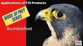 Birds of Prey series:  F10 Products applications in Pododermatitis (Bumblefoot disease)