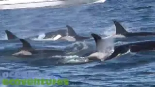 Killer Whales in the Strait of Georgia