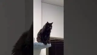 #cat #cats #catsofyoutube #pets #blackcat #кошка #кошки #чёрнаякошка #кушать #котик #кот #котики